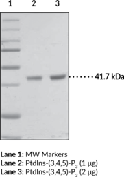 PtdIns-(3,4,5)-P3 Binding Protein (Cyth3, Cytohesin 3, GRP1, GRP1 PH Domain, PIP3, PIP3[3',4',5'] Binding Protein, PI(3,4,5)-P3, PI(3,4,5)P3 Binding Protein, Phosphatidylinositol-3,4,5-triphosphate)