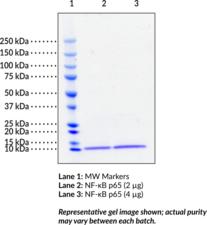 NF-κB (p65) (human, recombinant) (NF-κB3, Nuclear Factor-κB (p65))