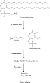 Phosphatidylcholine Colorimetric Assay Kit