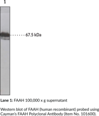 Fatty Acid Amide Hydrolase (human, recombinant)