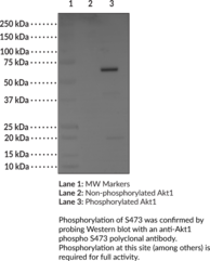 Akt1 (human, recombinant)
