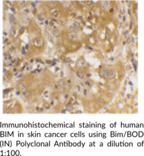 Bim/BOD (IN) Polyclonal Antibody