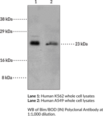 Bim/BOD (IN) Polyclonal Antibody