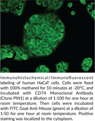 CD74 Monoclonal Antibody (Clone PIN1)