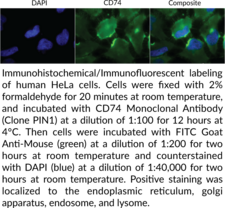 CD74 Monoclonal Antibody (Clone PIN1)