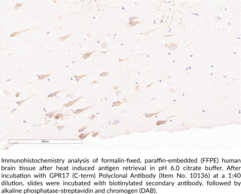 GPR17 (C-Term) Polyclonal Antibody