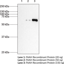 Fatty Acid Amide Hydrolase Polyclonal Antibody (Anandamide Amidohydrolase 1, FAAH, Oleamide Hydrolase 1, PSAB)
