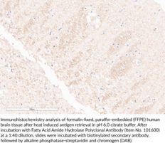 Fatty Acid Amide Hydrolase Polyclonal Antibody