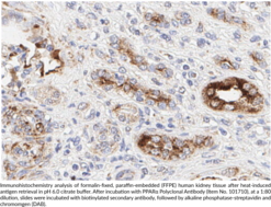 PPARα Polyclonal Antibody