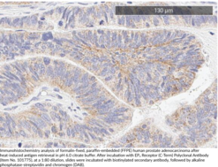 EP4 Receptor (C-Term) Polyclonal Antibody