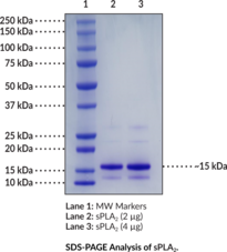 sPLA2 (human, recombinant Type IIA) (GIIC sPLA2, Group IIA phospholipase A2, Non-Pancreatic Secretory Phospholipase A2, Phosphatidylcholine 2-Acylhydrolase 2A, PLA2G2A, Secretory Phospholipase A2 (Group IIA), sPLA2-IIA)