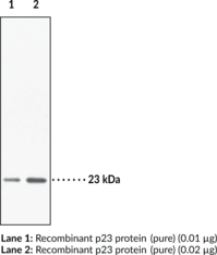 Prostaglandin E Synthase (cytosolic, FL) Polyclonal Antibody (cPGES, cPGE Synthase, Hsp90 Co-chaperone, p23, Teolomerate-binding protein p23)