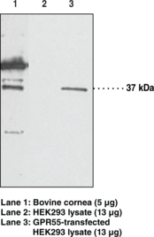 GPR55 Polyclonal Antibody (G Protein-Coupled Receptor 55, LIP1, Lysophosphatidylinositol Receptor 1)