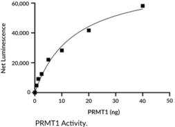 PRMT1 (human, recombinant)