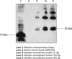 Adropin Polyclonal Antibody (Energy Homeostasis-Associated Protein)