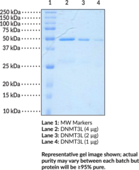 DNA Methyltransferase 3L (human recombinant) (DNMT3L, DNMT3-Like Protein)