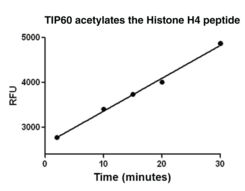 TIP60 (human, recombinant)