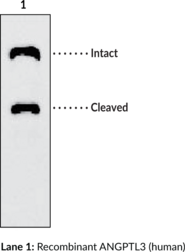ANGPTL3 (human) Monoclonal Antibody (Clone Kairos-37) (Angiopoietin-5, Angiopoietin-like 3, Angiopoietin-related Protein 3, ANG-5)