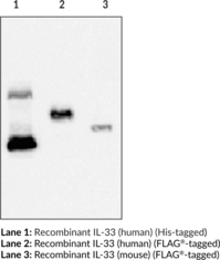 Interleukin-33 Monoclonal Antibody (Clone IL333068A)