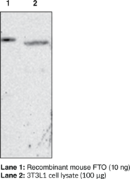FTO (mouse) Monoclonal Antibody (Clone FT 62-6) (Fat Mass- and Obesity-associated Protein, α-Ketoglutarate-dependent Dioxygenase FTO)