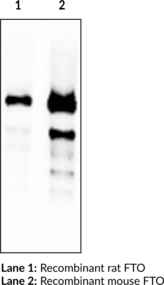 FTO (mouse) Monoclonal Antibody (Clone FT 342-1) (Fat Mass- and Obesity-associated Protein, α-Ketoglutarate-dependent Dioxygenase FTO)