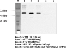 FTO (human) Monoclonal Antibody (Clone FT 86-4)