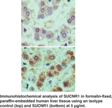 SUCNR1 Polyclonal Antibody