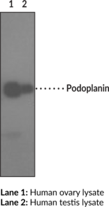 Podoplanin Monoclonal Antibody (Clone NZ-1.2) (Aggrus, gp38, T1A)