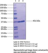 BRD4 bromodomain 2 (human, recombinant; GST-tagged) (Bromodomain containing protein 4, HUNK1, MCAP)