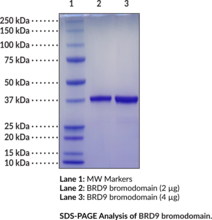 BRD9 bromodomain (human, recombinant) (Bromodomain-containing protein 9)