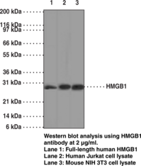 HMGB1 Monoclonal Antibody (Clone IMG19N15F4) (High Mobility Group Protein B1, HMG1)
