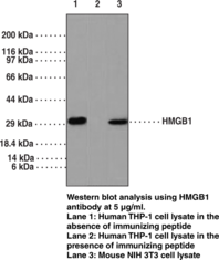 HMGB1 Polyclonal Antibody (aa 100-150)
