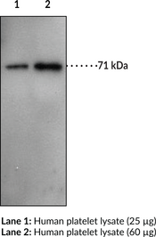 Prostaglandin Transporter (C-Term) Polyclonal Antibody (OATP2A1, PGT, SLCO2A1, Solute carrier organic anion transporter family member 2A1)