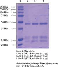 ORC1 BAH domain (human, recombinant) (ORC1L, Origin Recognition Complex Subunit 1, PARC1, Replication Control Protein 1)