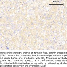 BLT1 Receptor Monoclonal Antibody (Clone 7B1)