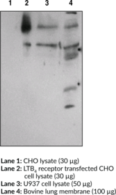 BLT1 Receptor Polyclonal Antibody (BLTR1, Leukotriene B4 Receptor 1, LTB4 Receptor 1)