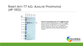 Rabbit Anti-T7 IgG:Alkaline Phosphatase