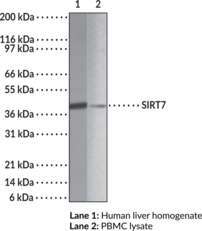 SIRT7 Polyclonal Antibody (Silent Information Regulator 7, SIR2, Sirtuin 7)