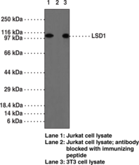 LSD1 Polyclonal Antibody (aa 450-500)