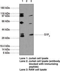 S1P4Polyclonal Antibody