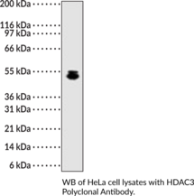 HDAC3 Polyclonal Antibody (Histone Deacetylase 3, KDAC, RPD3)