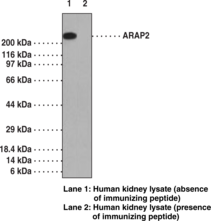 ARAP2 Polyclonal Antibody (Centaurin-δ-1)