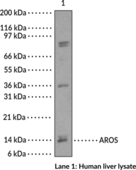 AROS Polyclonal Antibody (aa 1-50) (Active Regulator of SIRT1, Active Regulator of Sirtuin 1, 40S Ribosomal Protein S19-binding Protein 1, RPS19-binding Protein 1, RPS19BP1, S19BP)