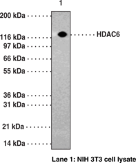 HDAC6 Polyclonal Antibody (Histone Deacetylase 6)