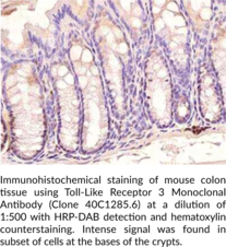 Toll-Like Receptor 3 Monoclonal Antibody (Clone 40C1285.6)