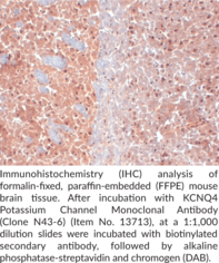 KCNQ4 Potassium Channel Monoclonal Antibody (Clone N43-6)