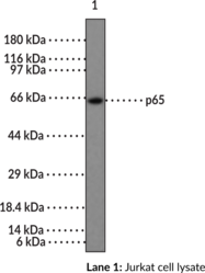 NF-κB (p65) NLS Polyclonal Antibody (NF-κB3, Nuclear Factor-κB (p65) Nuclear Localization Signal, Transcription Factor p65)