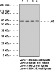 NF-κB (p65) Monoclonal Antibody (Clone 112A1021)