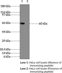 NF-κB (p65) Polyclonal Antibody (aa 2-17) (Nuclear Factor NF-κB (p65) subunit, Transcription Factor p65)