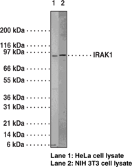 IRAK1 Polyclonal Antibody (IL-1 Receptor-associated Kinase1, Interleukin-1 Receptor-associated Kinase 1)